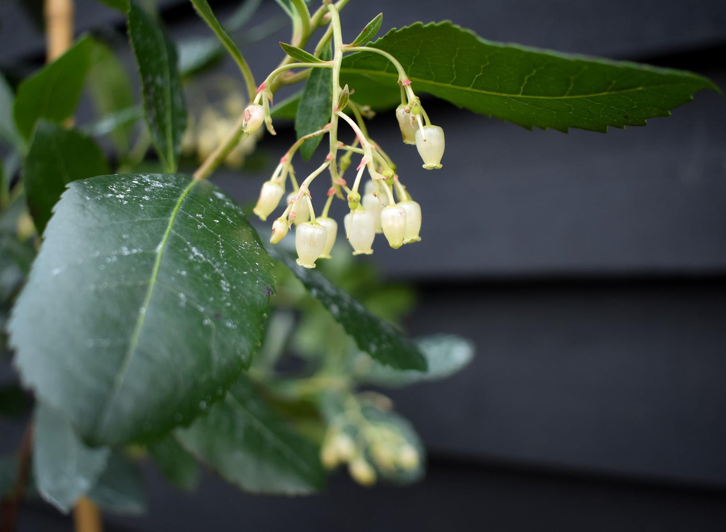 Arbutus unedo | Strawberry Tree - 150-200cm, 10lt