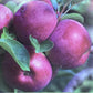 Apple tree 'Spartan' | Malus domestica - MM106 - Semi-Dwarfing - 150-160cm - 10lt