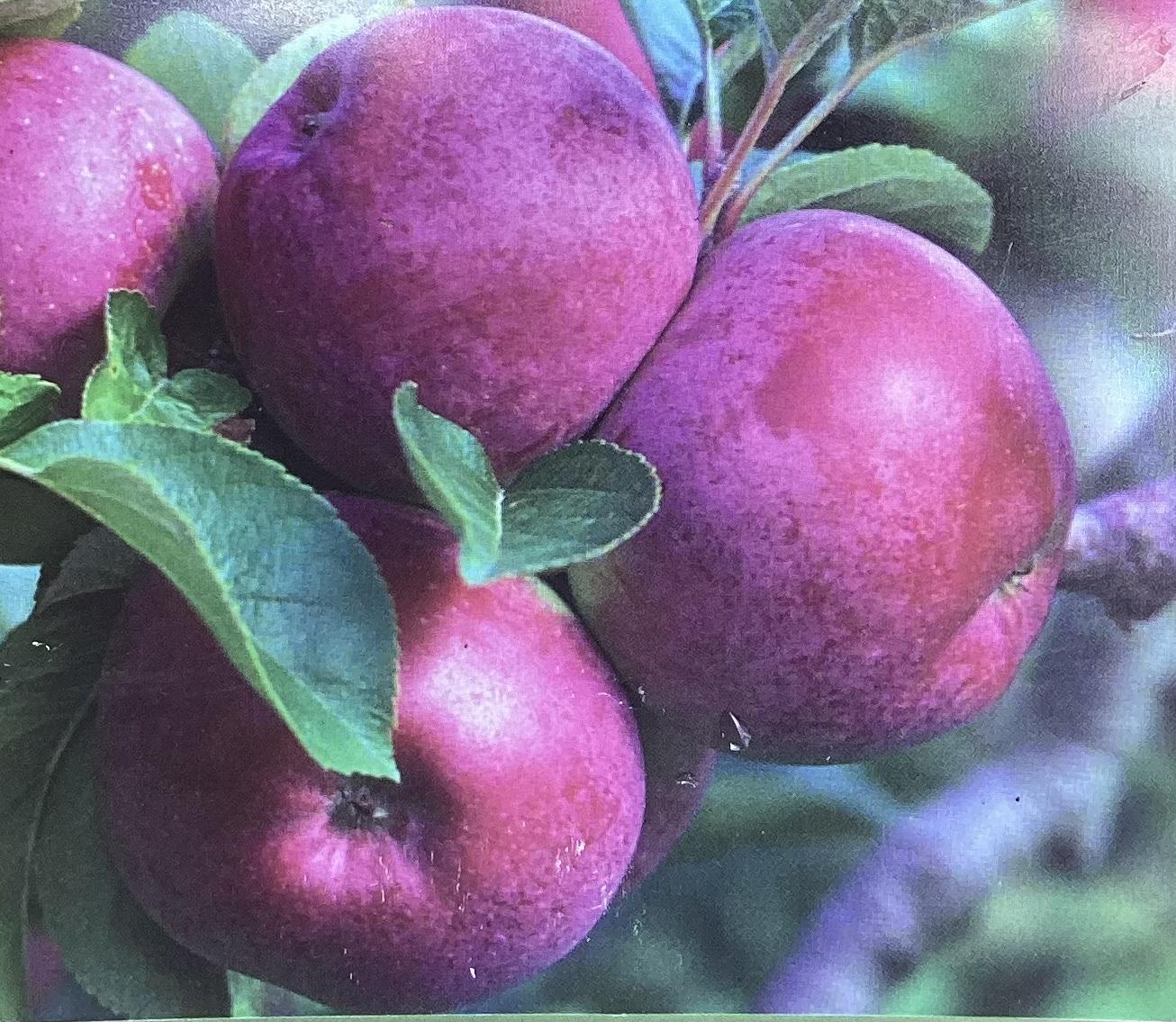 Apple tree 'Spartan' | Malus domestica - MM106 - Semi-Dwarfing - 150-160cm - 10lt