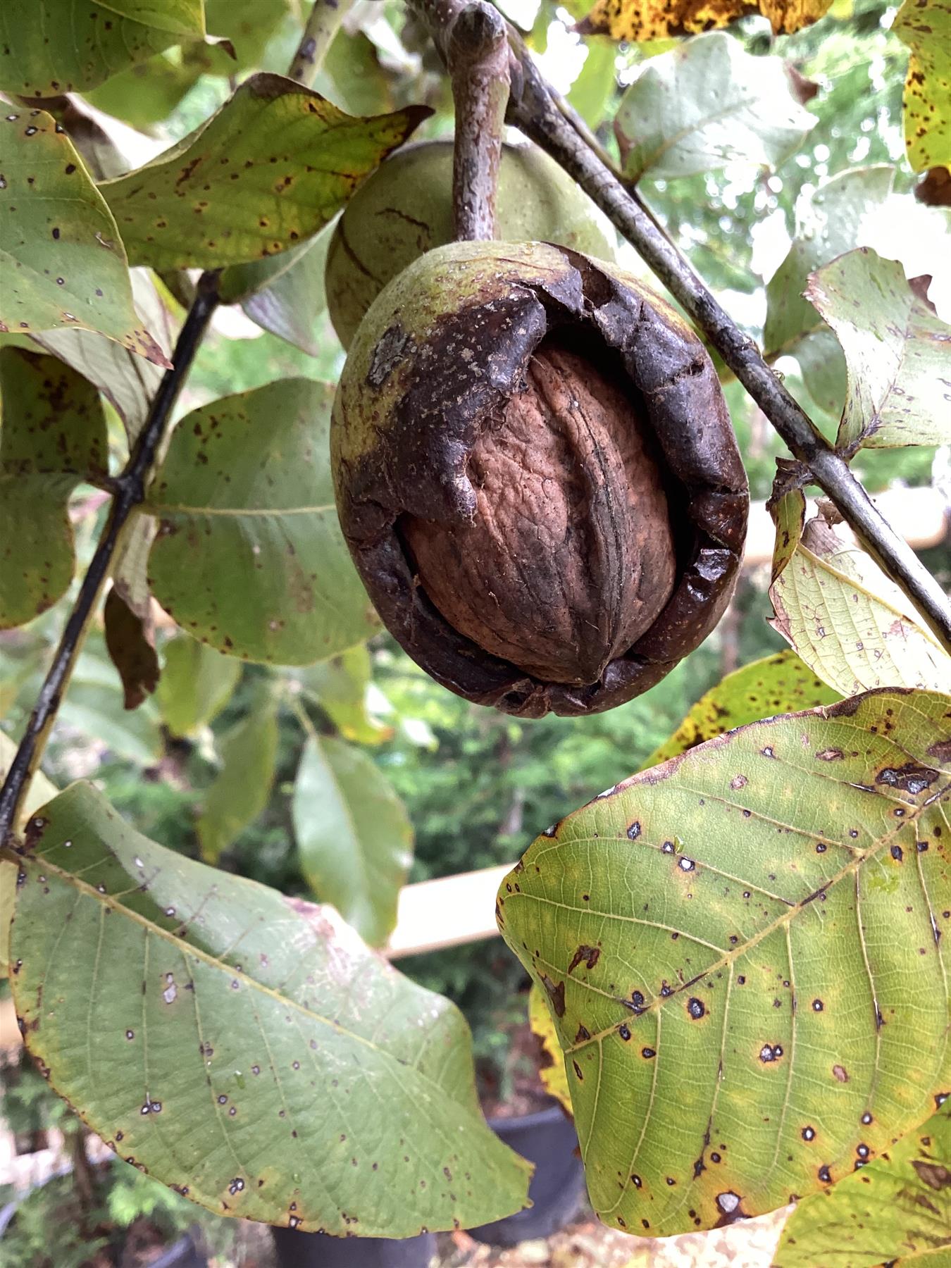 Juglans regia | Common Walnut Tree - Girth 14-16cm - Height 5m-5.3m - 110lt