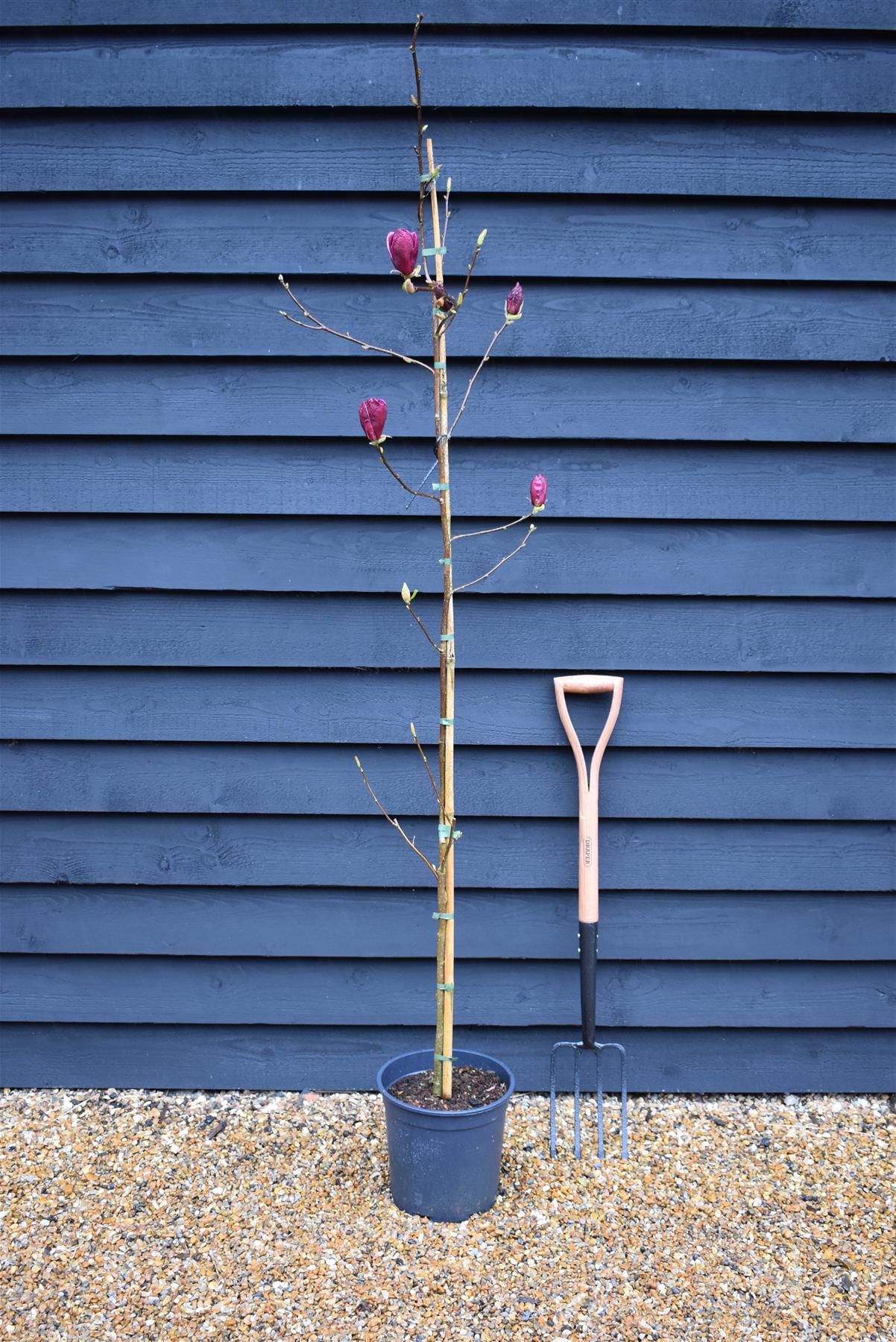 Magnolia Genie - Height 140-180cm, 10lt