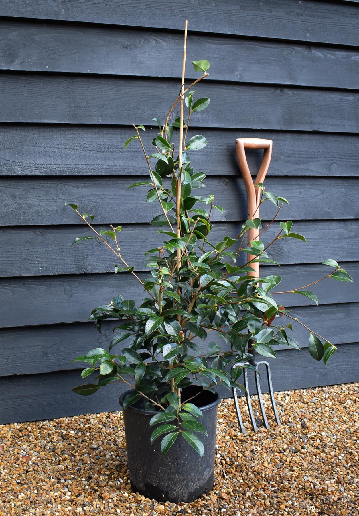 Camellia sasanqua 'Winter's Snowman' - 60-70cm - 12lt