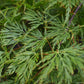 Acer palmatum 'Emerald Lace' | Japanese maple 'Emerald Lace' - 25-45cm - 3lt