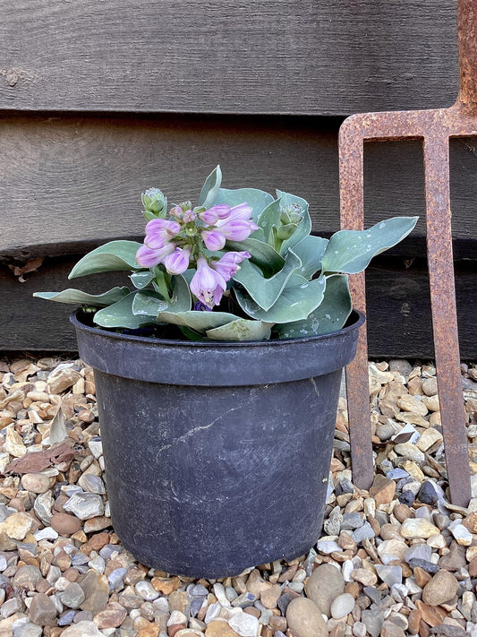 Plantain Lily 'Blue Mouse Ears' - 10-20cm, 2lt