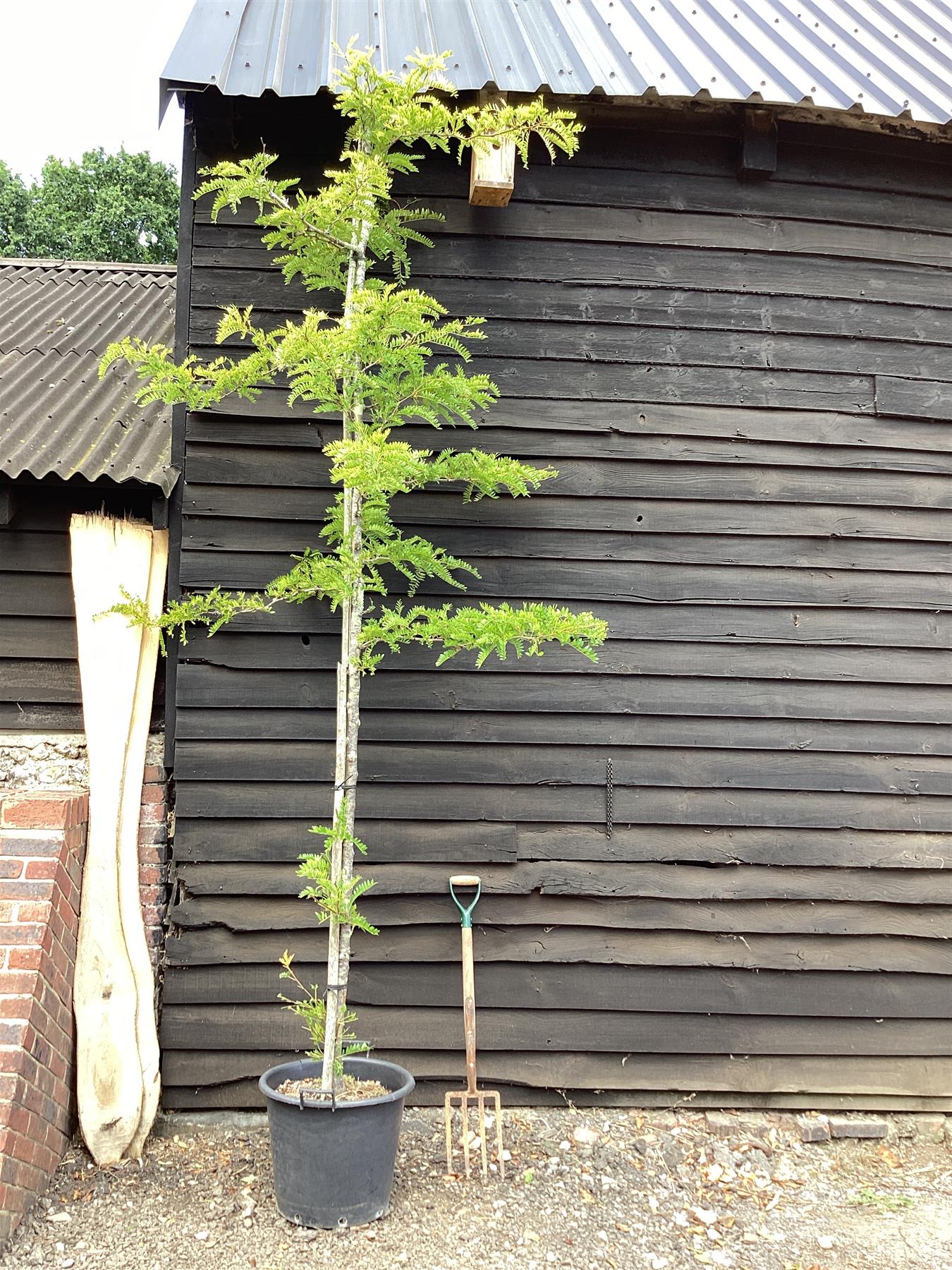 Gleditsia triacanthos Sunburst | Honey Locust 'Sunburst' - 400-420cm, 50lt