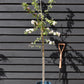 Crab apple | Malus 'Butterball'  - 160-180cm - 12lt