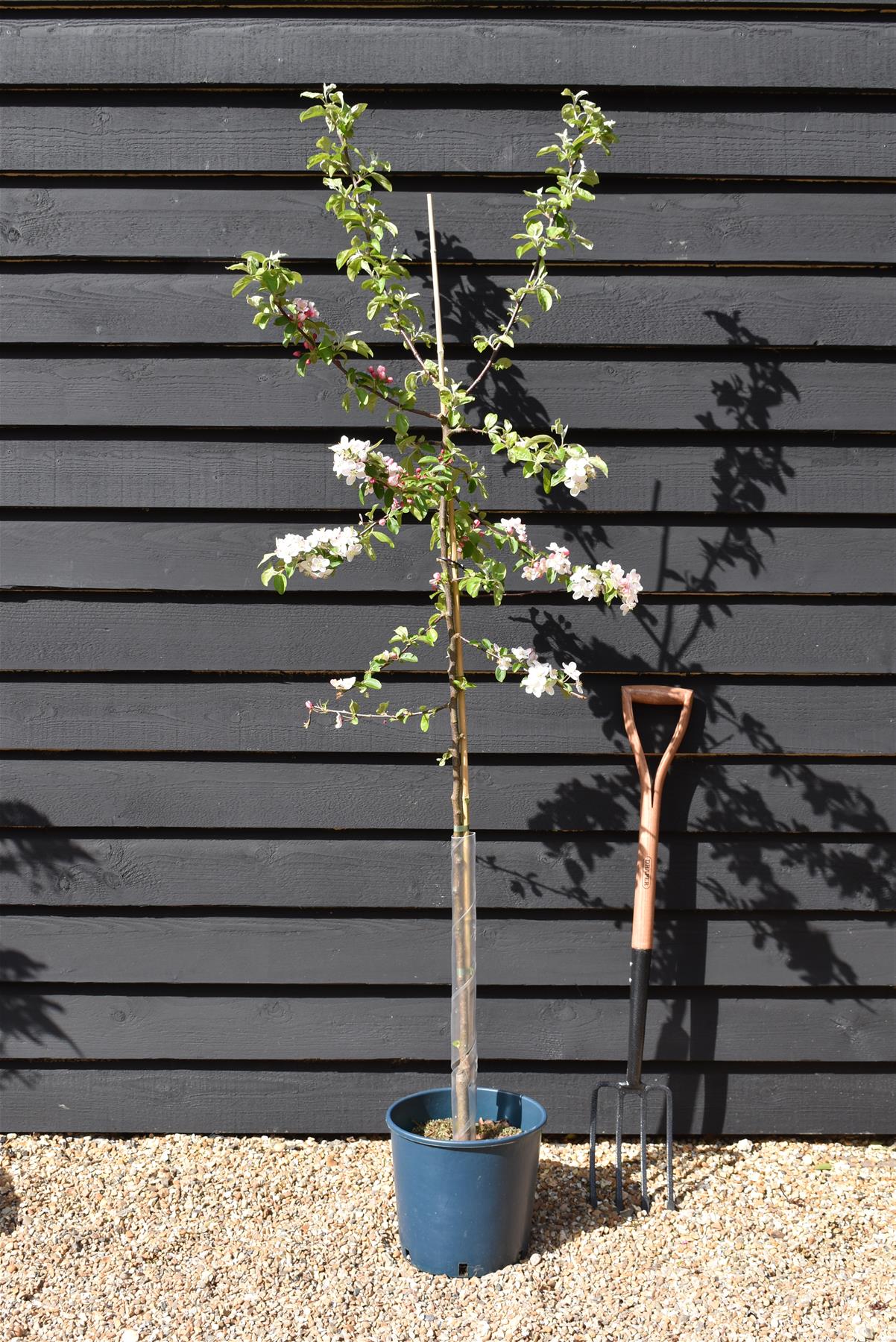 Crab apple | Malus 'Butterball'  - 160-180cm - 12lt