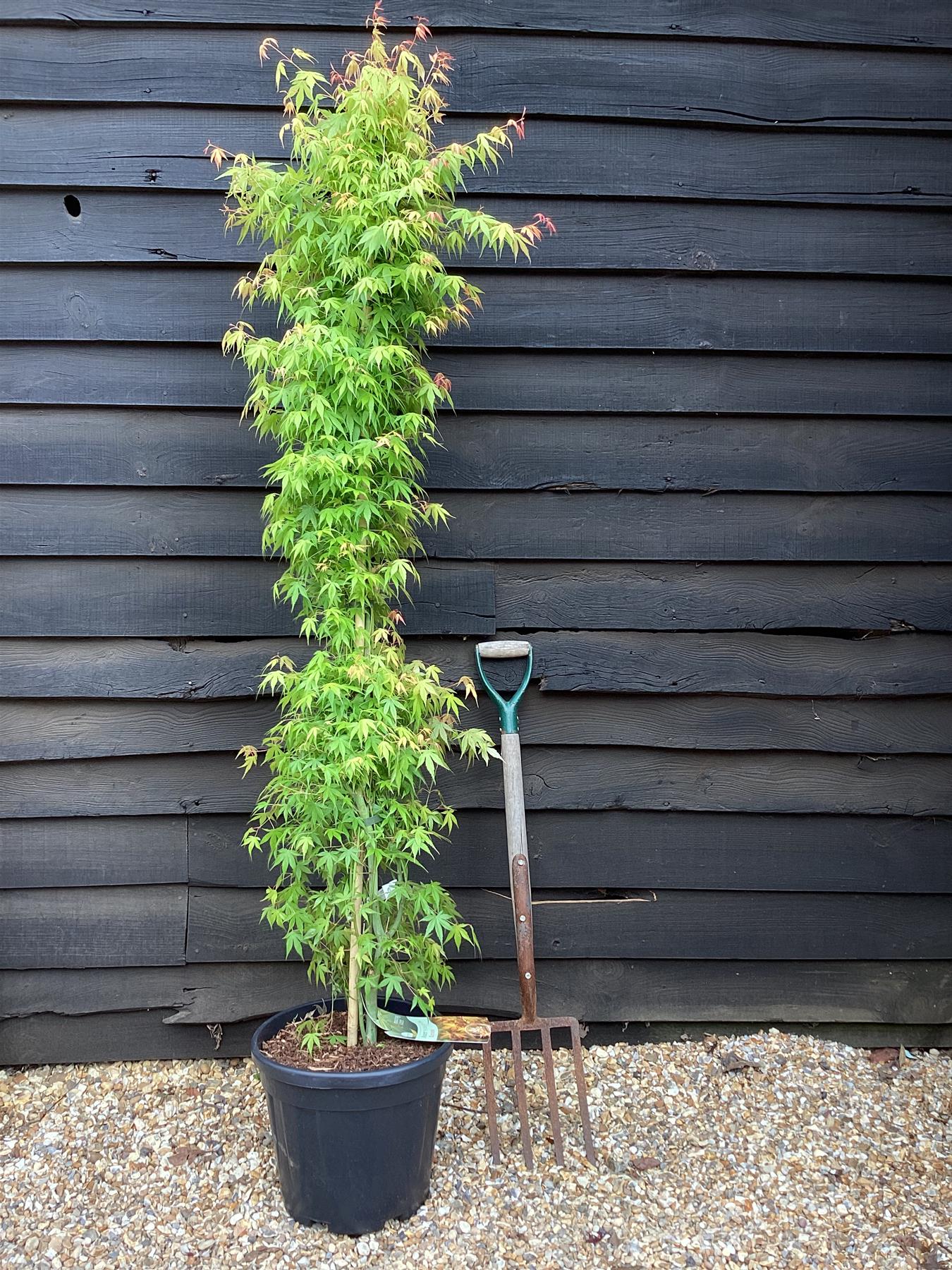 Acer palmatum 'Katsura' | Katsura Japanese Maple - Narrow - 160-180cm - 20lt