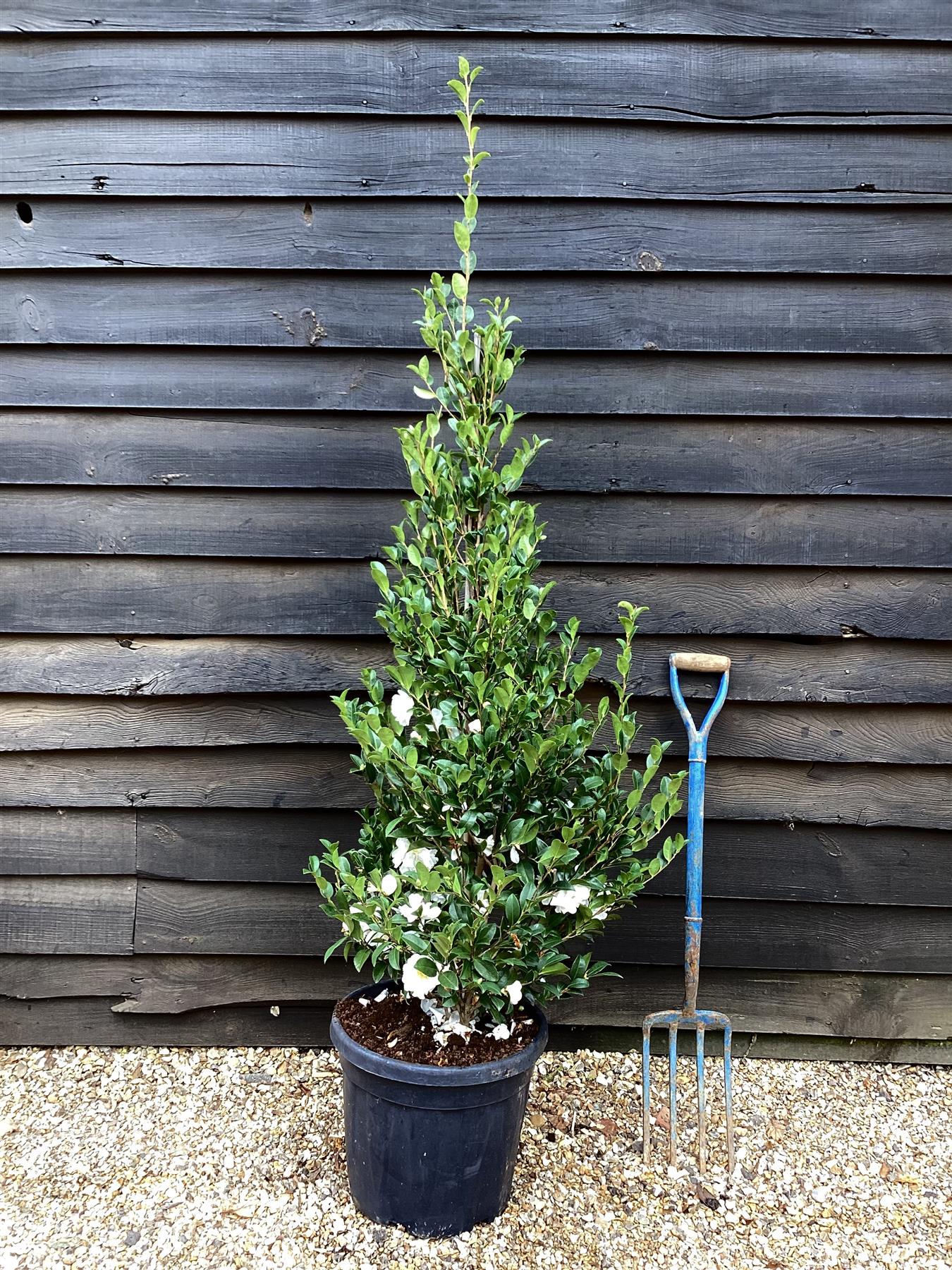 Camellia sasanqua - Bush - Large Shrub - White - Biancaeve - Height 140cm - Width 60cm - 30lt