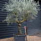 Olive Tree | Olea Europea - Specimen - Straight double branched gnarly - Trunk height 70cm - Height 220-250cm - Girth 50cm - 160lt