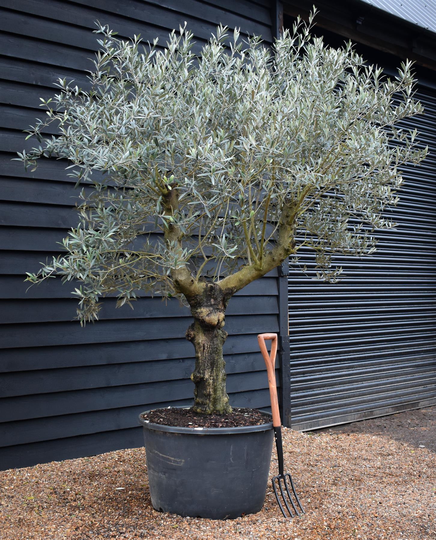 Olive Tree | Olea Europea - Specimen - Straight double branched gnarly - Trunk height 70cm - Height 220-250cm - Girth 50cm - 160lt