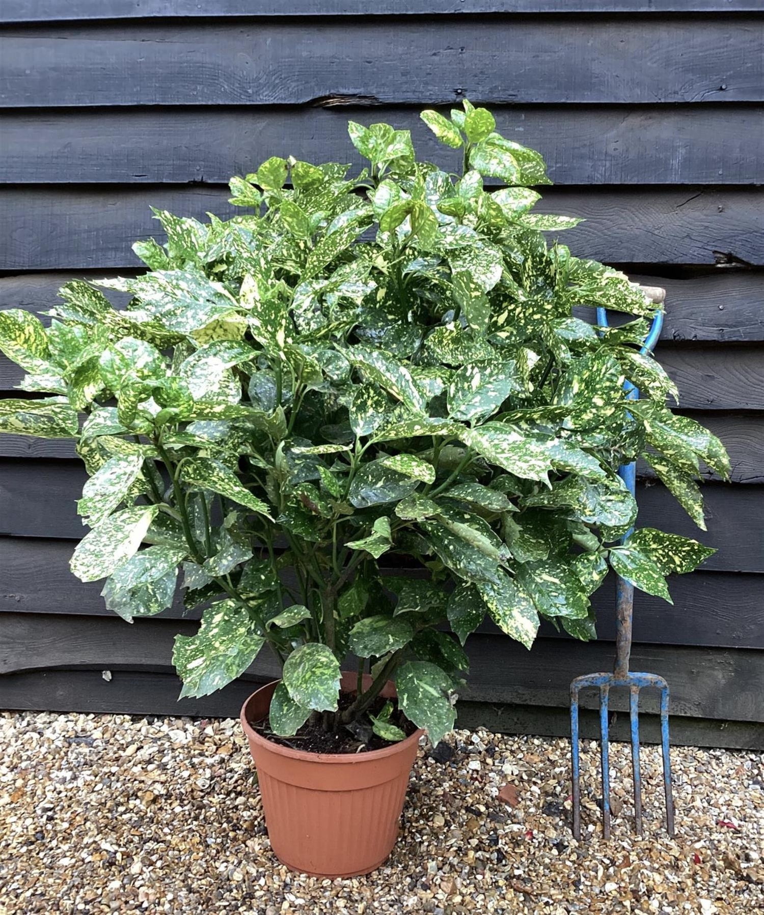 Aucuba japonica 'Variegata' | Spotted Laurel - Height 110-120cm, Width 60cm - 15lt