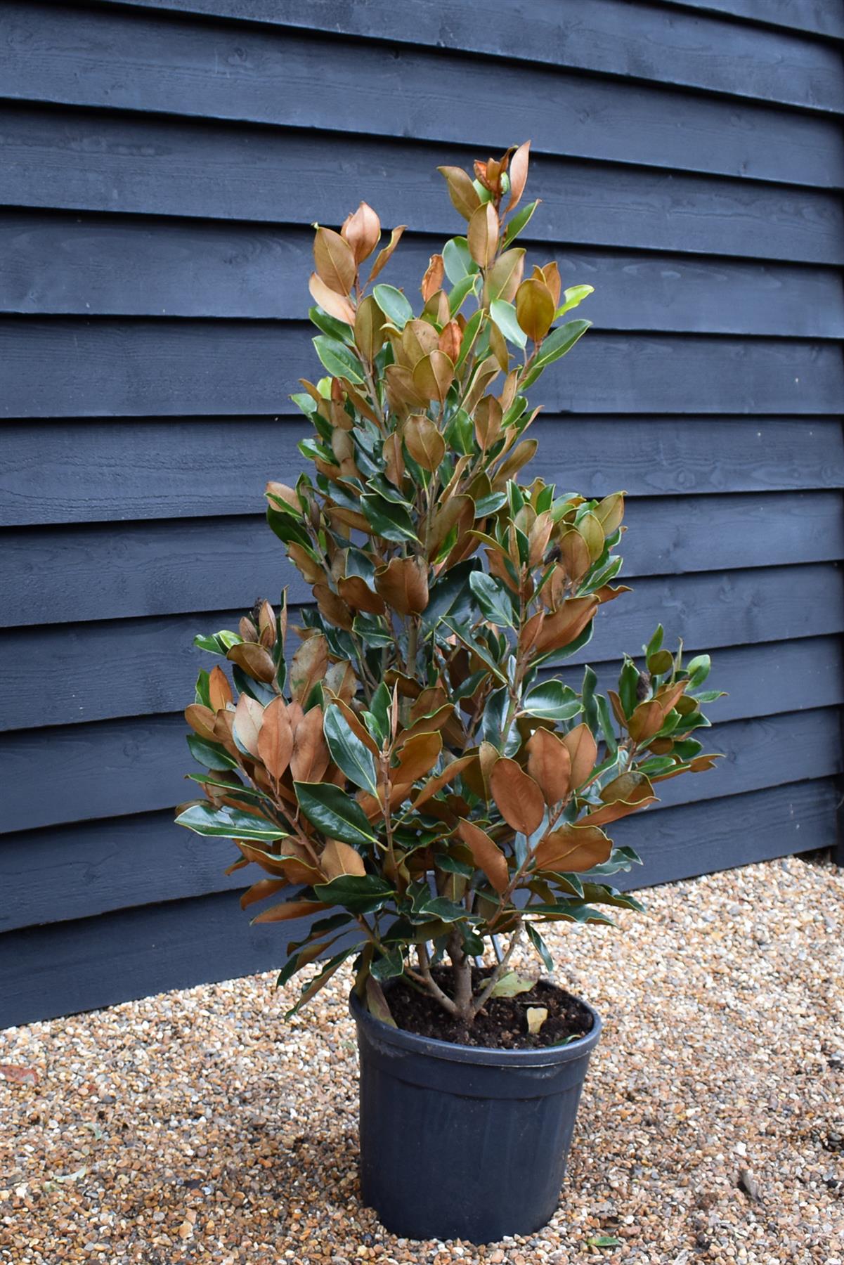 Magnolia Grandiflora Little Gem | Southern Magnolia ‘Little Gem’ - Bush - Height 100-120cm - 15lt