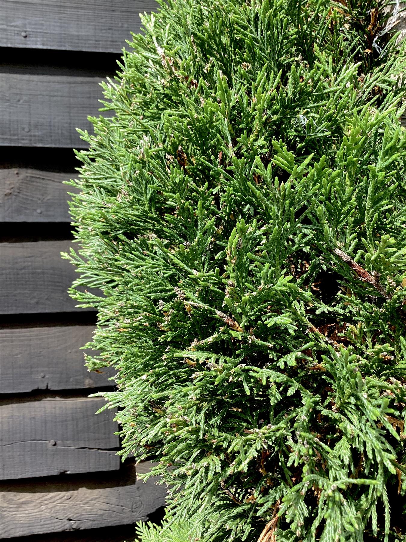 Cupressus sempervirens 'Pyramidalis' | Columnar Italian Cypress - Spiral - 300-310, 70lt