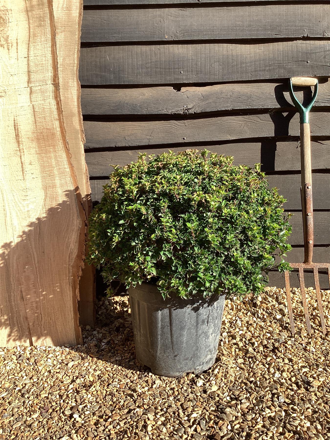 Ilex Little Rascal Holly - 70-80cm, 25lt