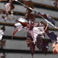 Purple Birch 'Royal Frost'| Betula pendula 'Royal Frost'- 240-260cm - 12lt