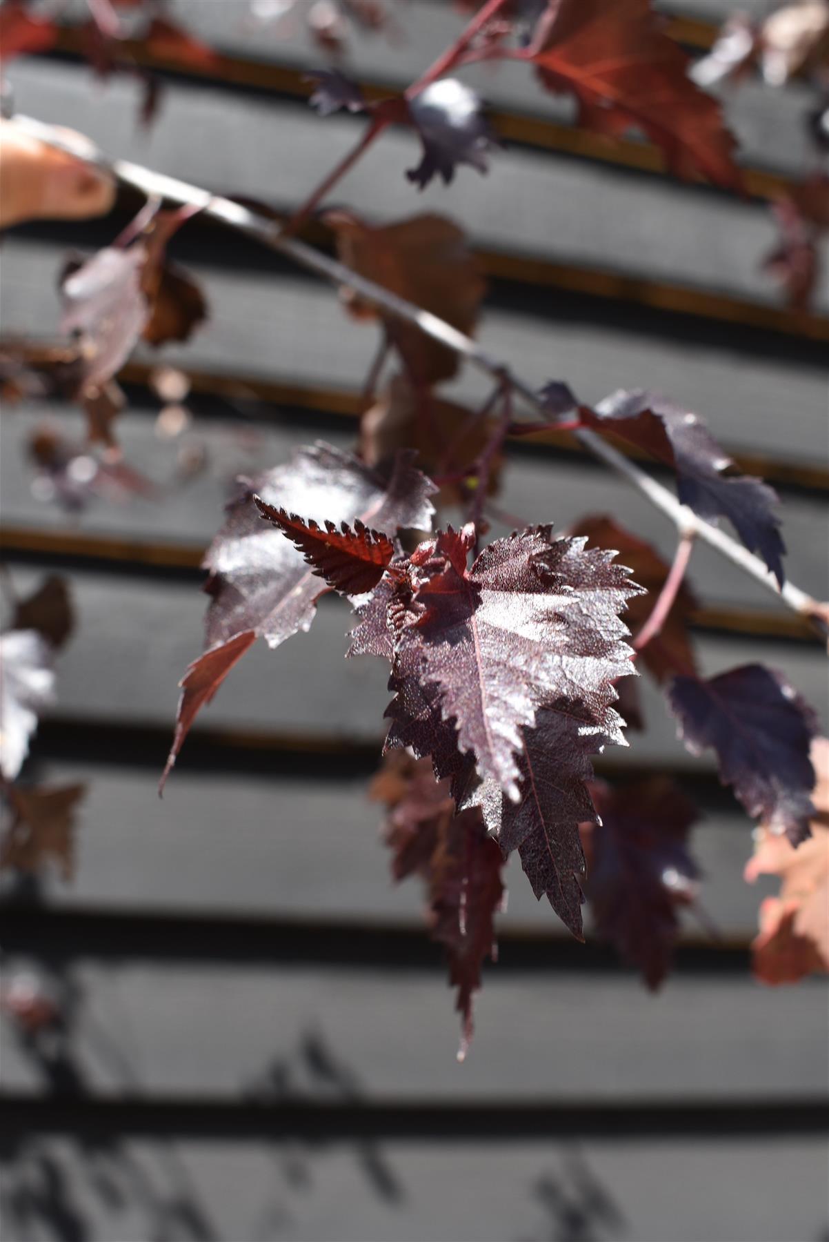 Purple Birch 'Royal Frost'| Betula pendula 'Royal Frost'- 240-260cm - 12lt