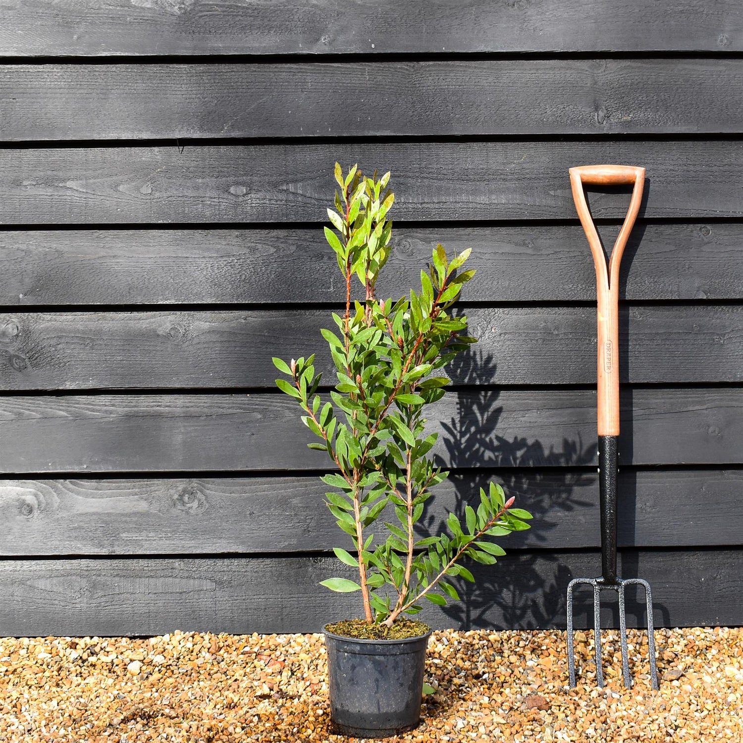 Callistemon Laevis | Bottlebrush - Shrub - Height 70-90cm - 3lt