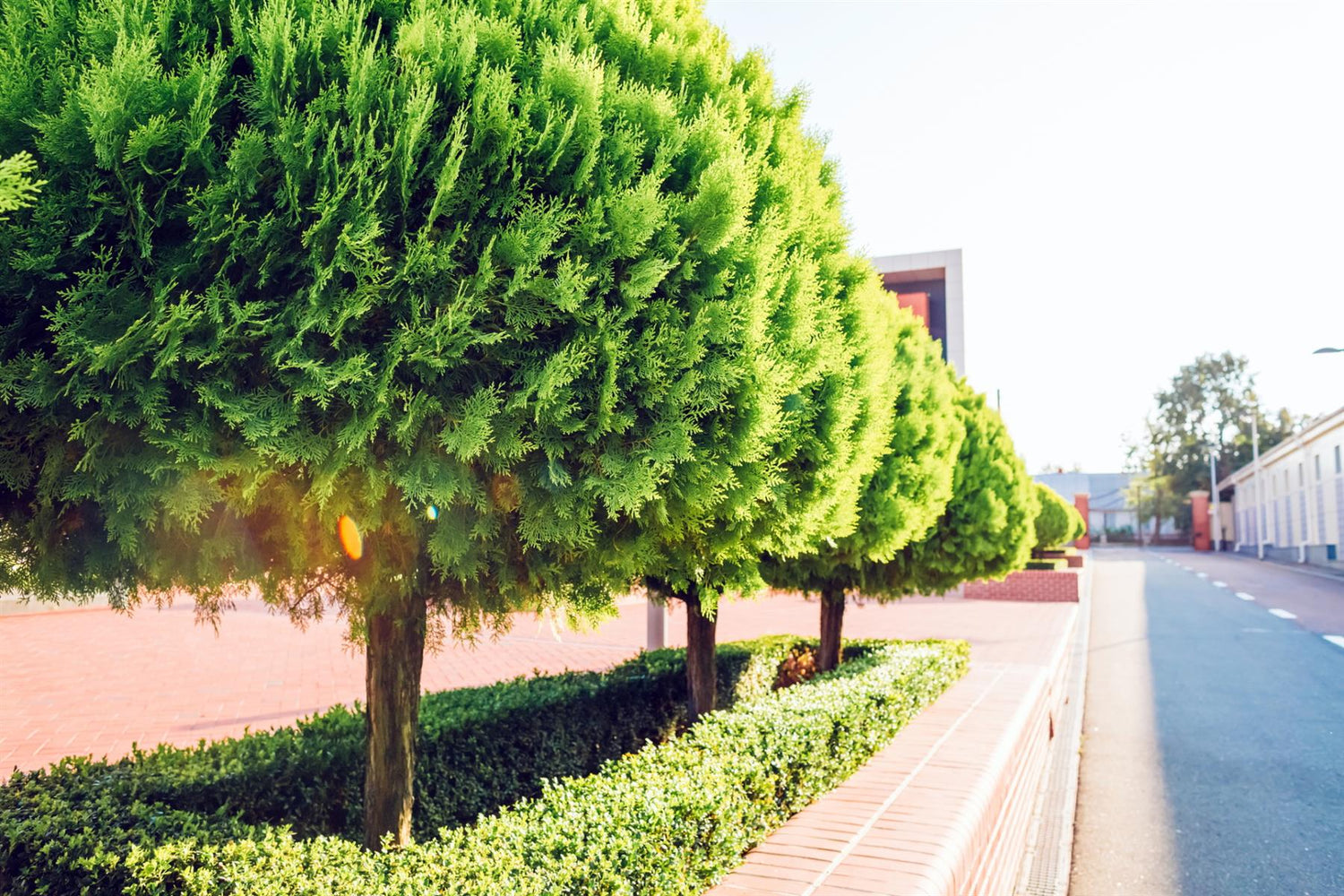 Leyland Cypress 'Gold Rider' - 270-280cm, 30lt