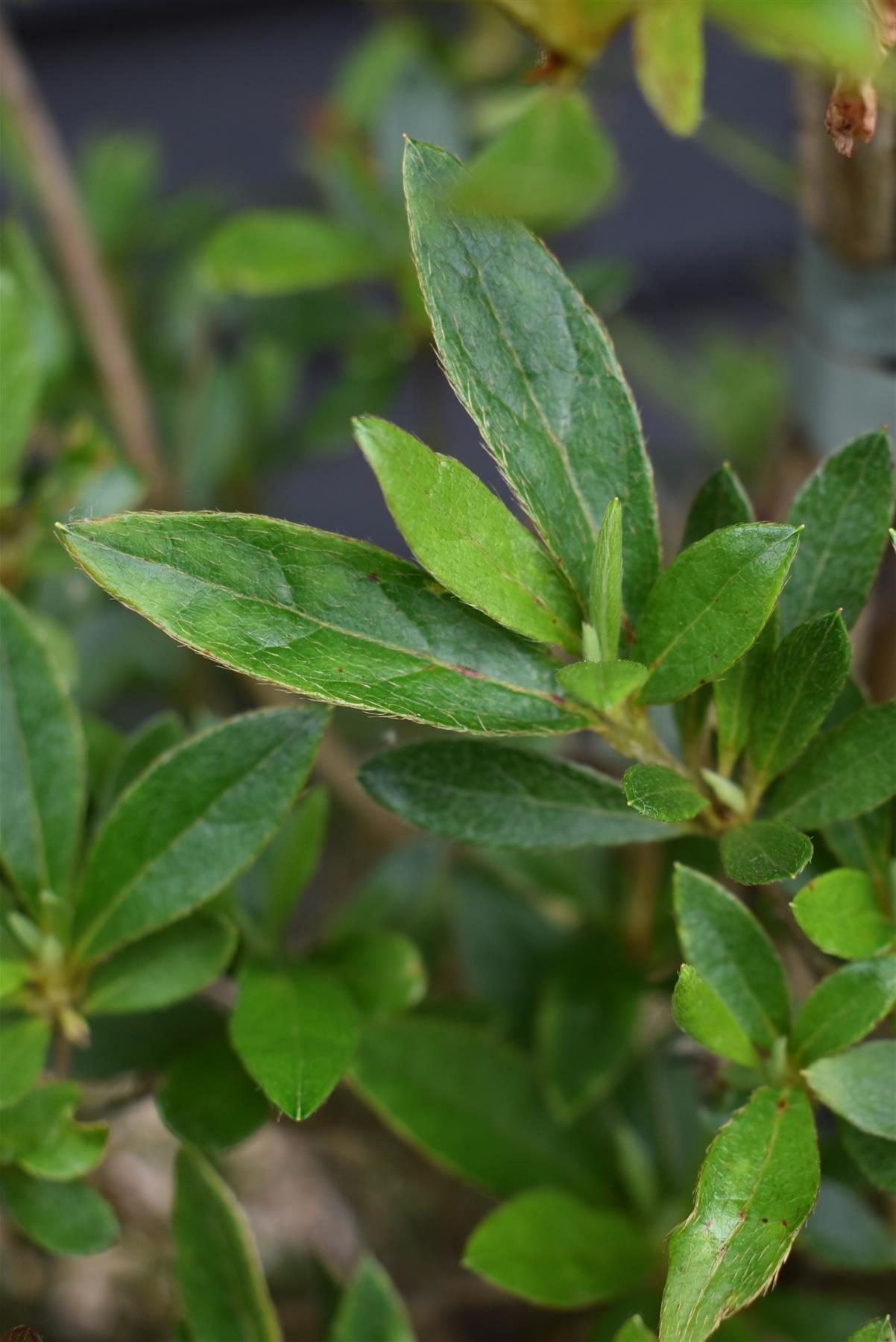 Azalea Japonica (Rose) | Rose Azalea - 90cm, 18lt