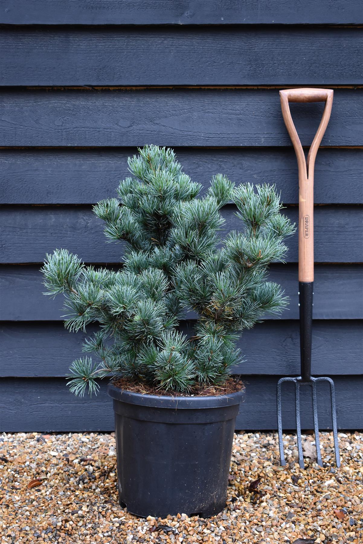 Pinus parviflora 'Negishi' | Japanese white pine - Height 60-70cm - Width 60cm - 18lt