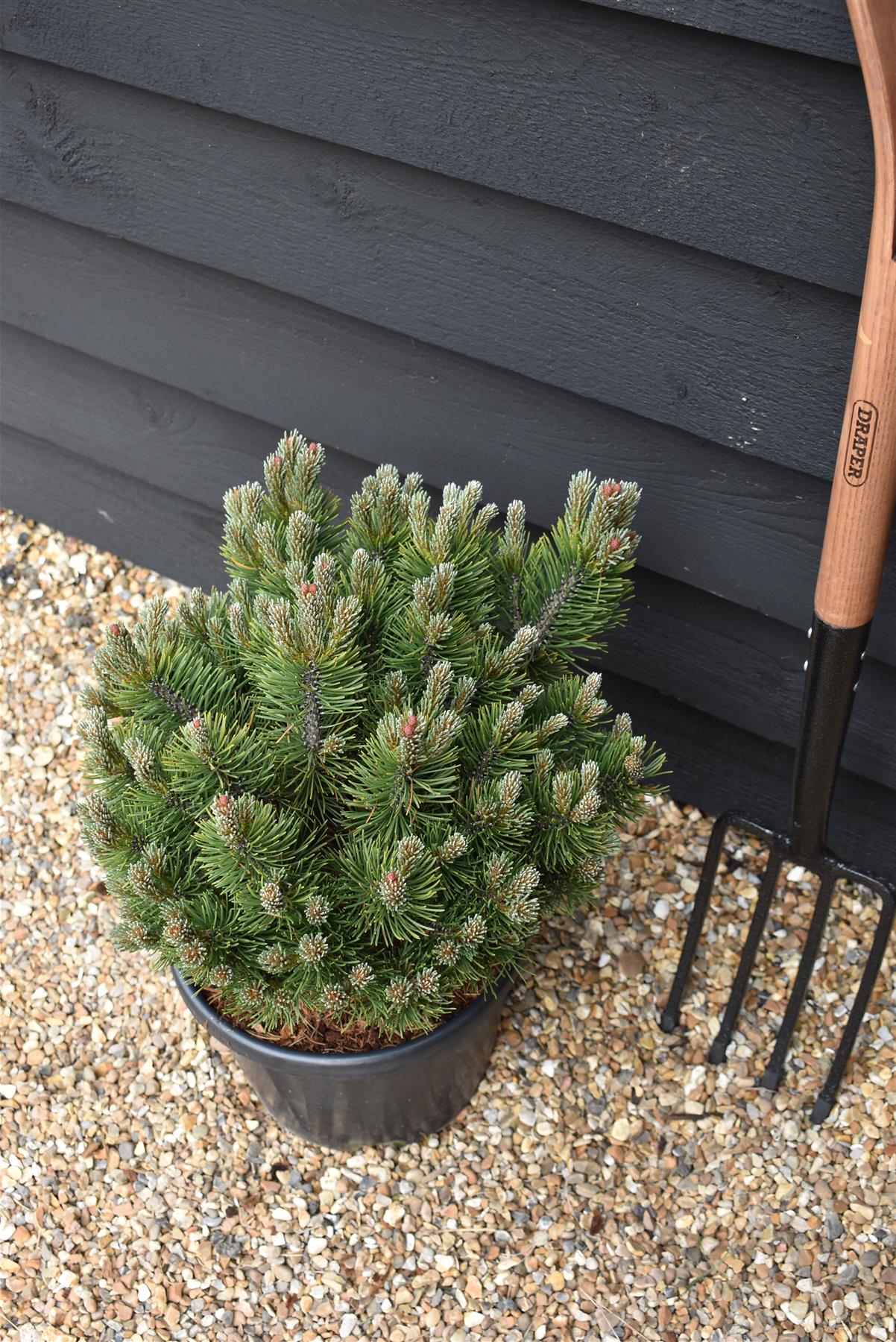 Pinus Mugo 'March' | Dwarf Mountain Pine - Height 40-50cm - Width 30cm - 11lt