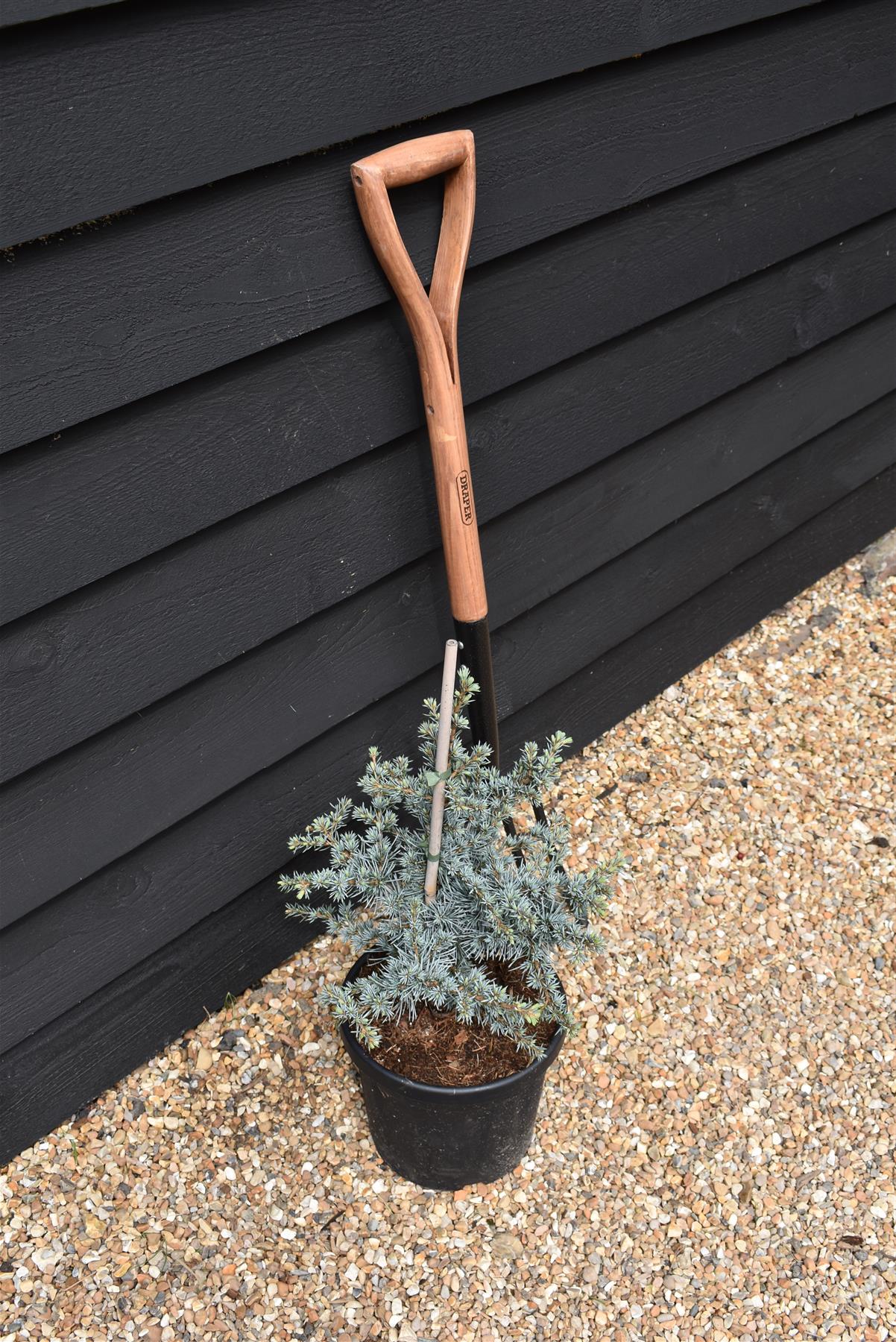 Cedrus libani 'Horstmanns Silberspitz' | Cedar of Lebanon 'Horstmanns Silberspitz' - Height 45-55cm - Width 30-40cm - 6lt