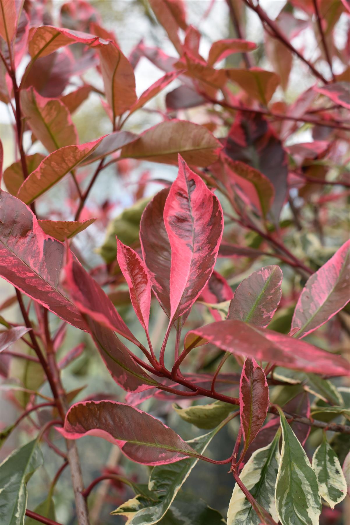 Photinia Fraseri  Louise - 150-180cm - 10lt