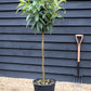 Eriobotrya japonica Tree | Loquat  - Clear Stem 90cm - Girth 08-10cm - Height 130-160cm - 15-25lt