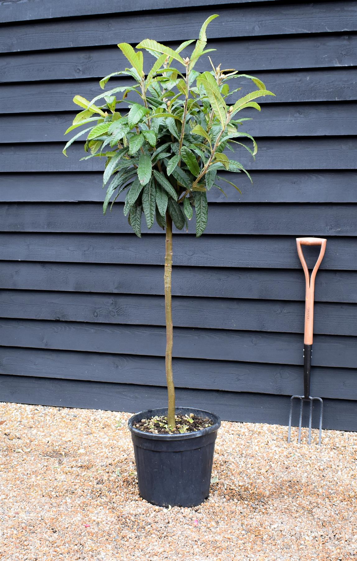 Eriobotrya japonica Tree | Loquat  - Clear Stem 90cm - Girth 08-10cm - Height 130-160cm - 15-25lt