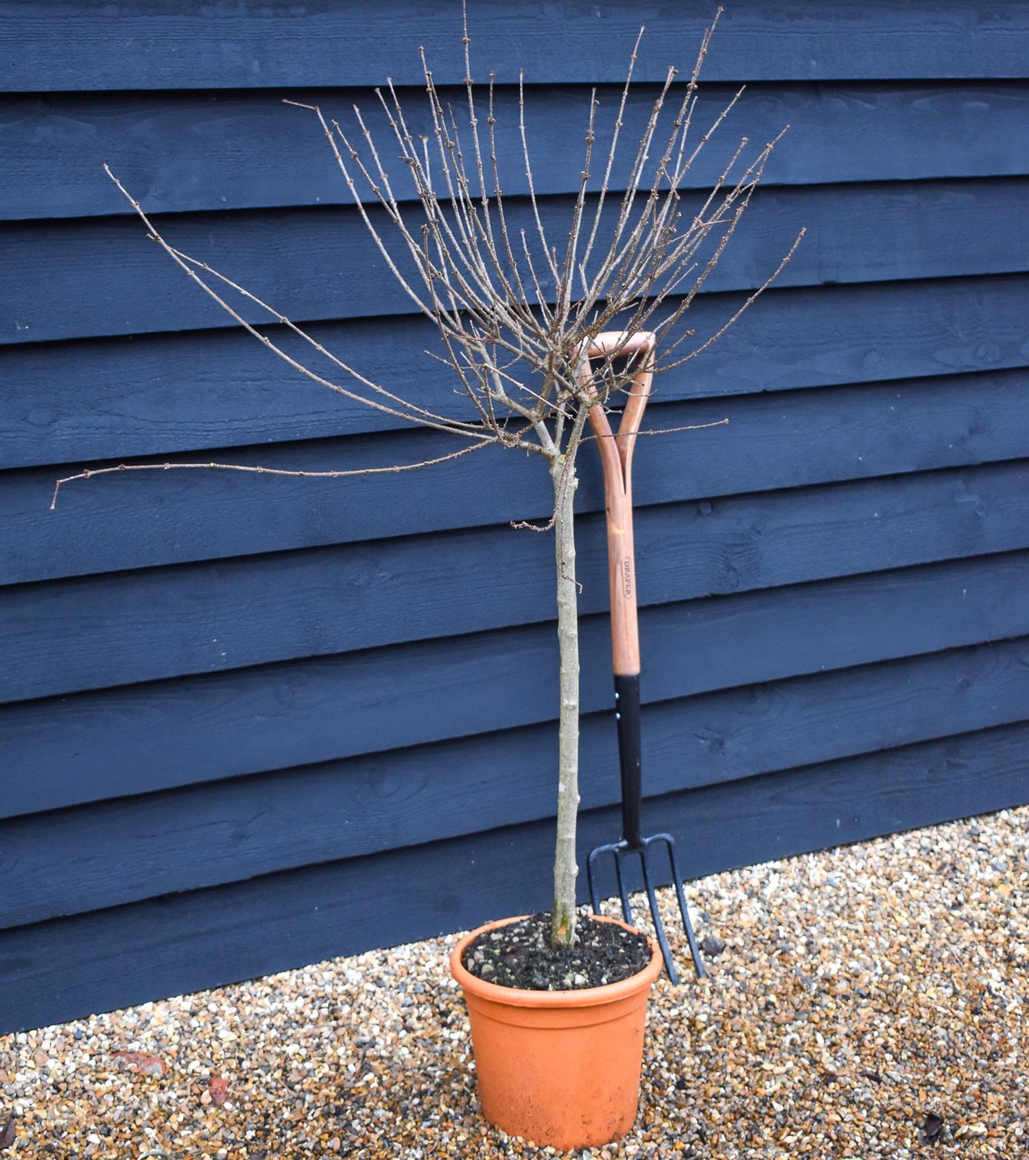 Syringa meyeri 'Palibin' - Stem 60cm - Height 110-120cm - 9lt