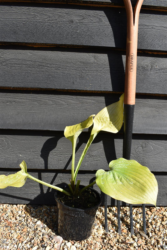 Hosta Plantain Sum and Substance - 30-40cm - 2lt