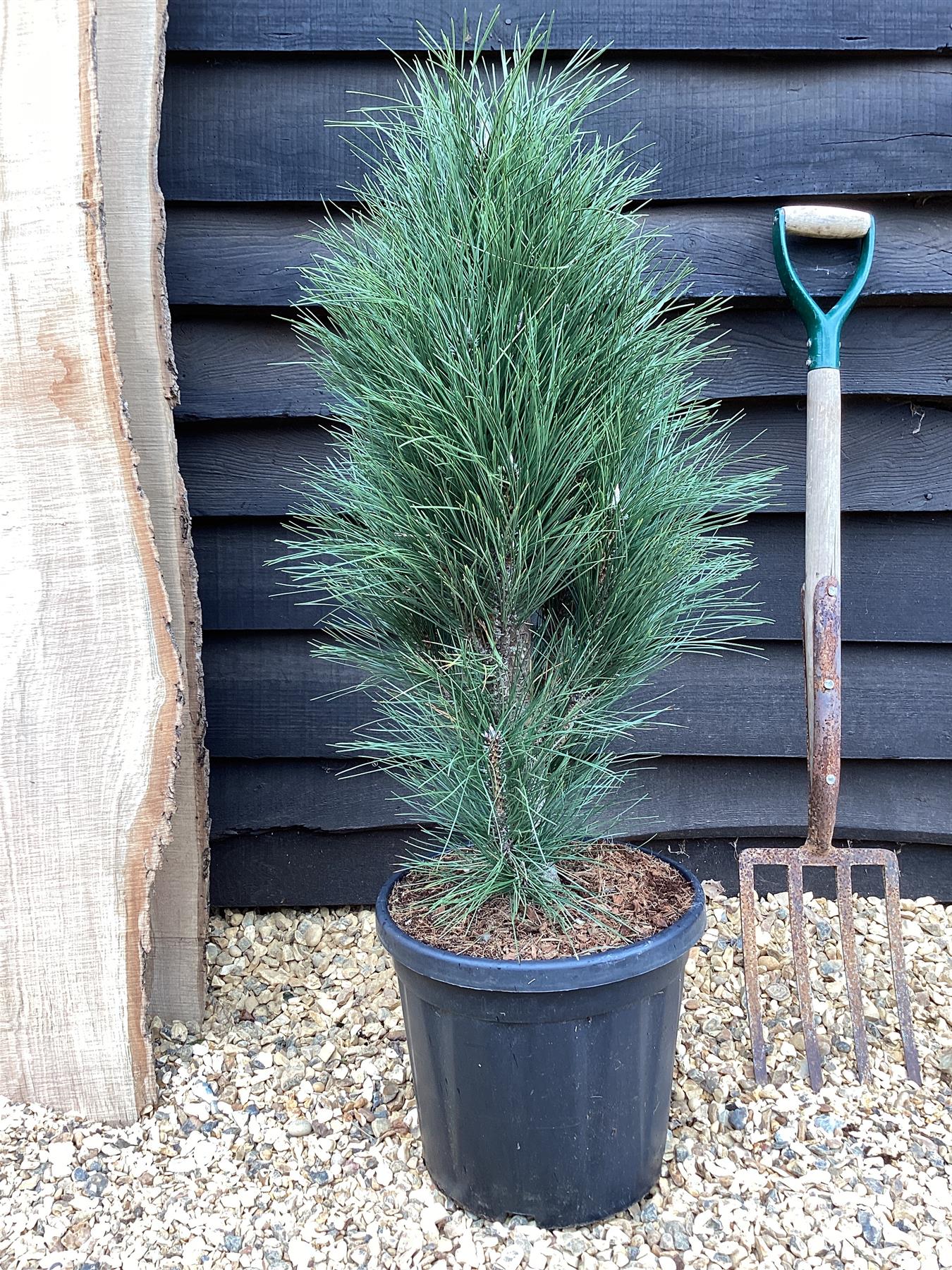 Pinus nigra 'Green Tower' | Austrian pine 'Green Tower' - 80-90cm, 20lt