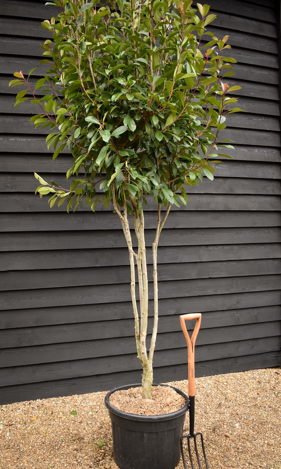 Photinia Red Robin | Christmas berry 'Red Robin' - Multi Stem - Height 250cm - 70lt