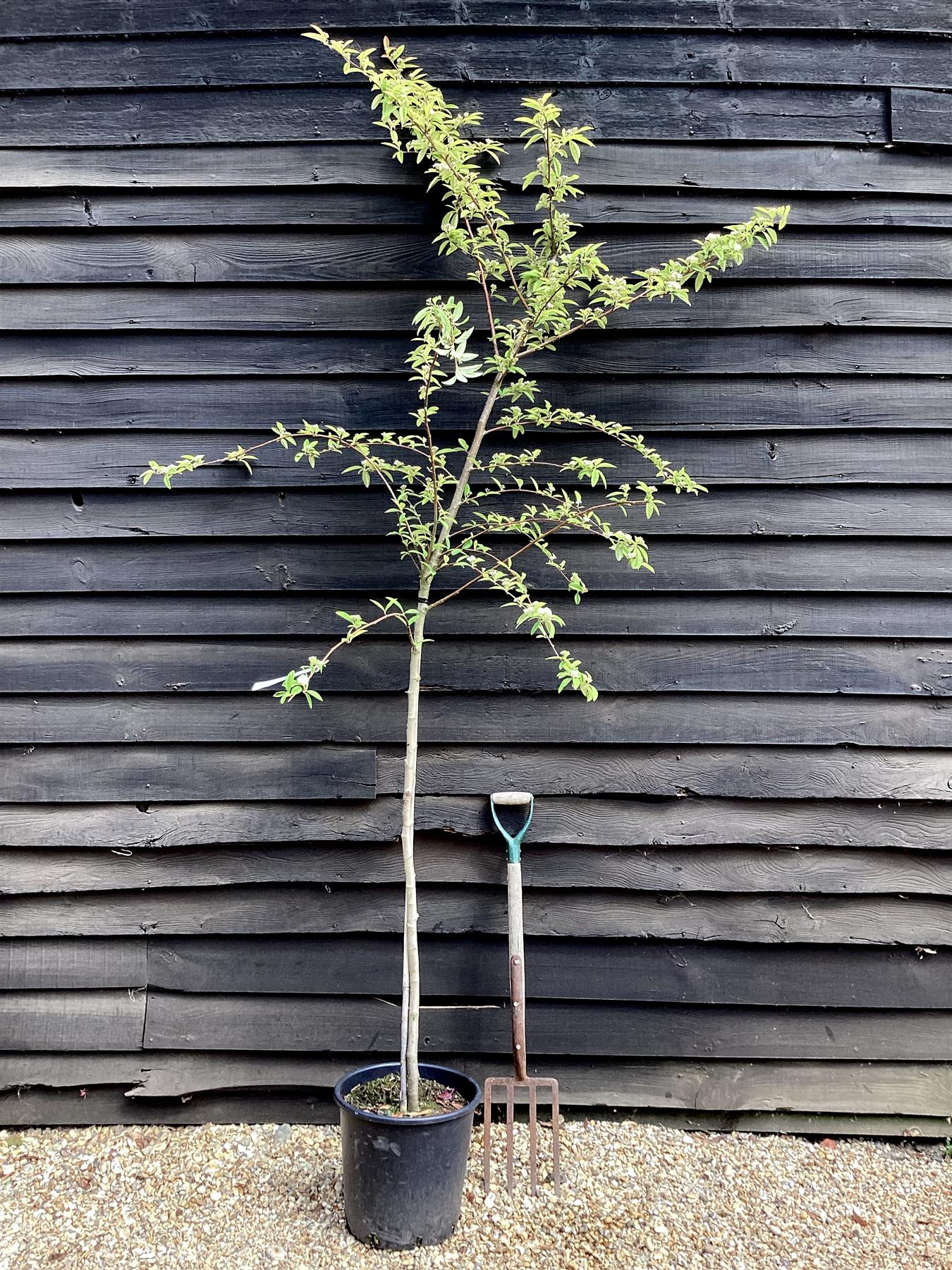 Cotoneaster 'Cornubia' Clear Stem - 200-250cm, 20lt