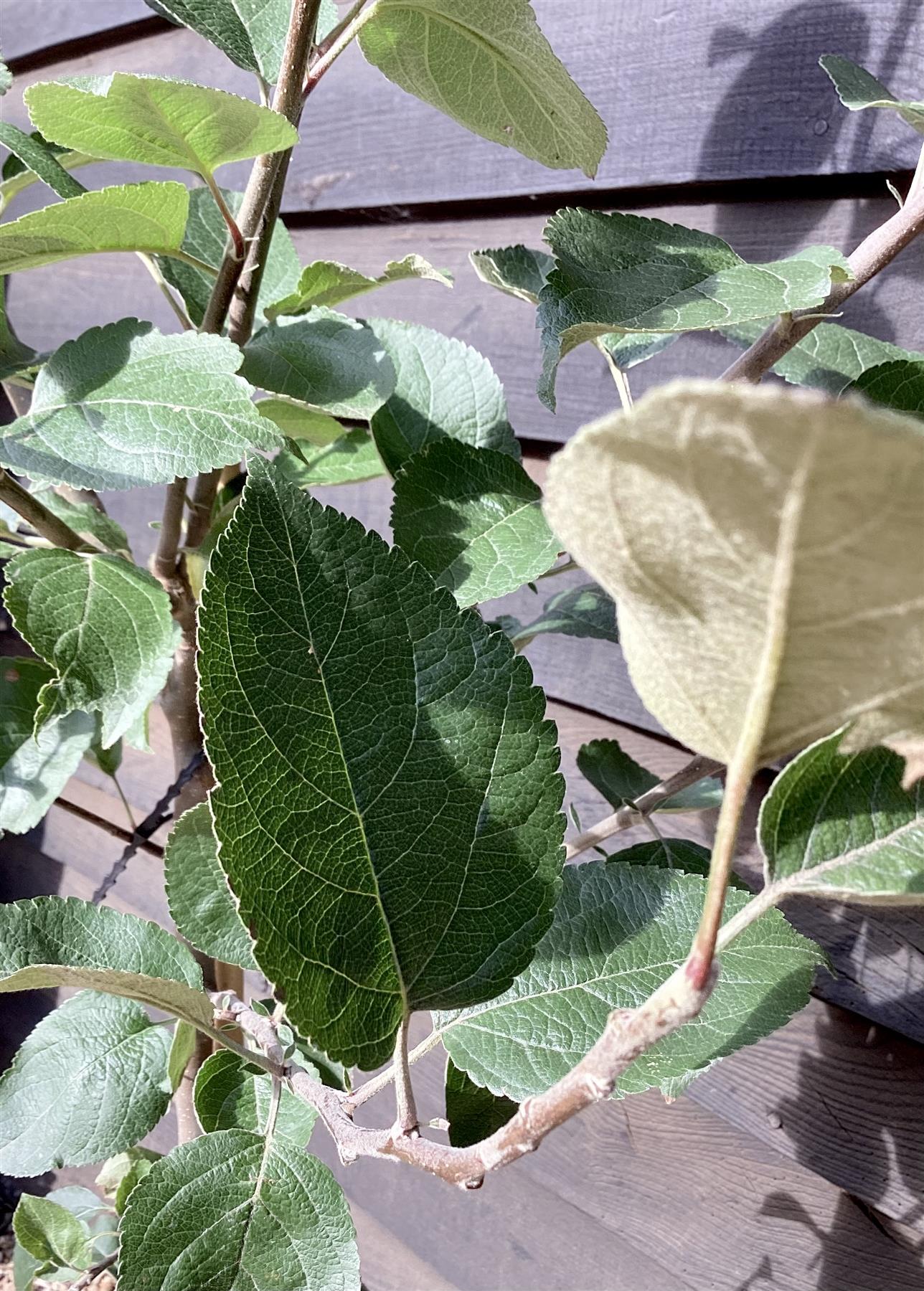 Apple tree 'Spartan' | Malus domestica - MM106 - Semi-Dwarfing - 150-160cm - 10lt