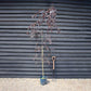 Purple Birch 'Royal Frost'| Betula pendula 'Royal Frost'- 240-260cm - 12lt