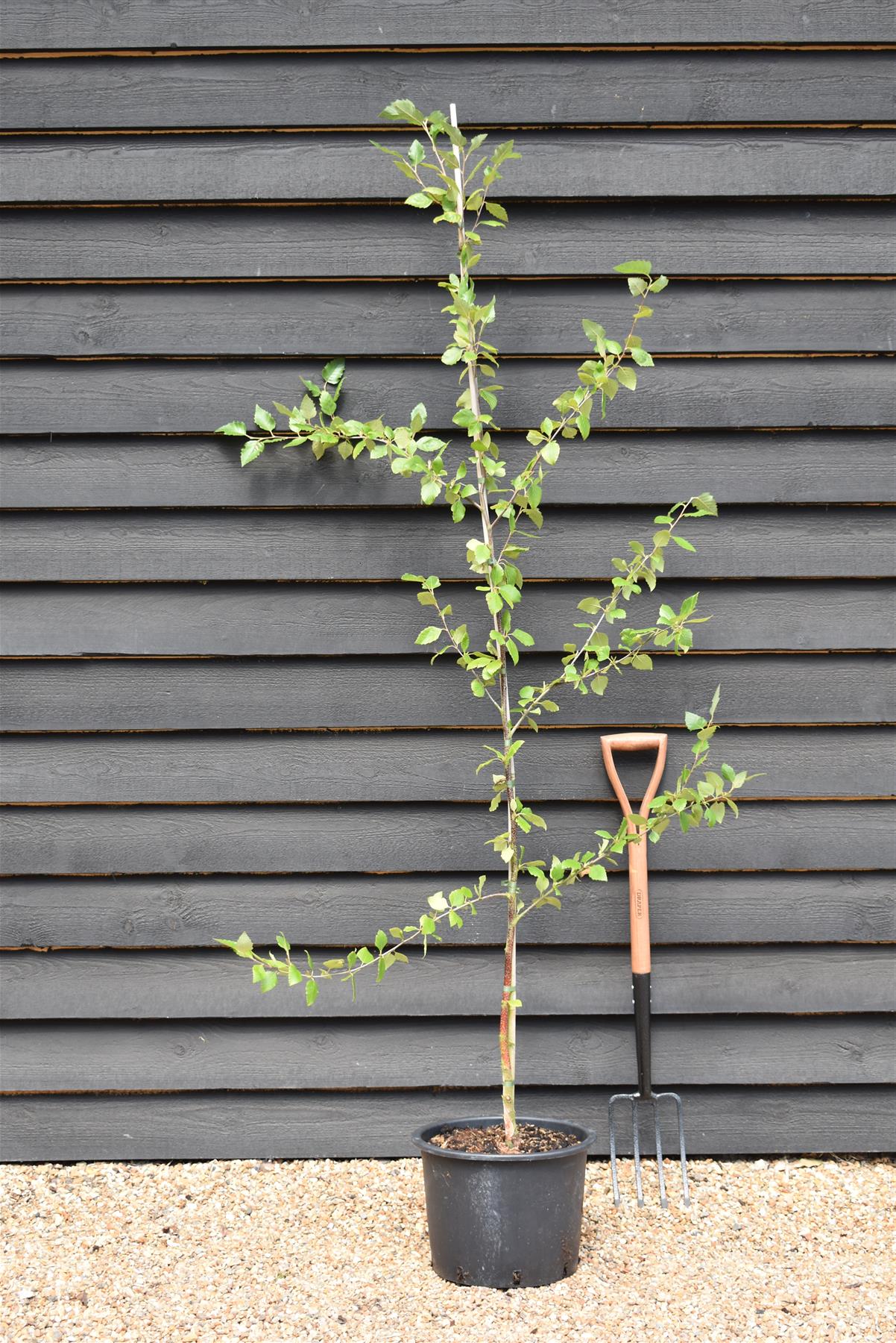 Betula Nigra "Heritage"  - River Birch| Black Birch Cully - Height - 200-250cm - 20lt