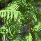 Metasequoia glyptostroboides Amber Glow | Dawn redwood - Girth 4-5cm - Height 250cm - 70lt