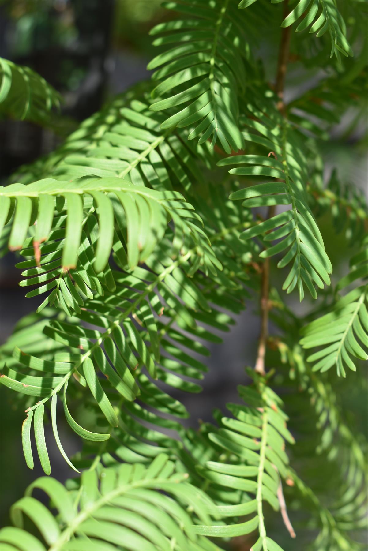 Metasequoia glyptostroboides Amber Glow | Dawn redwood - Girth 4-5cm - Height 250cm - 70lt