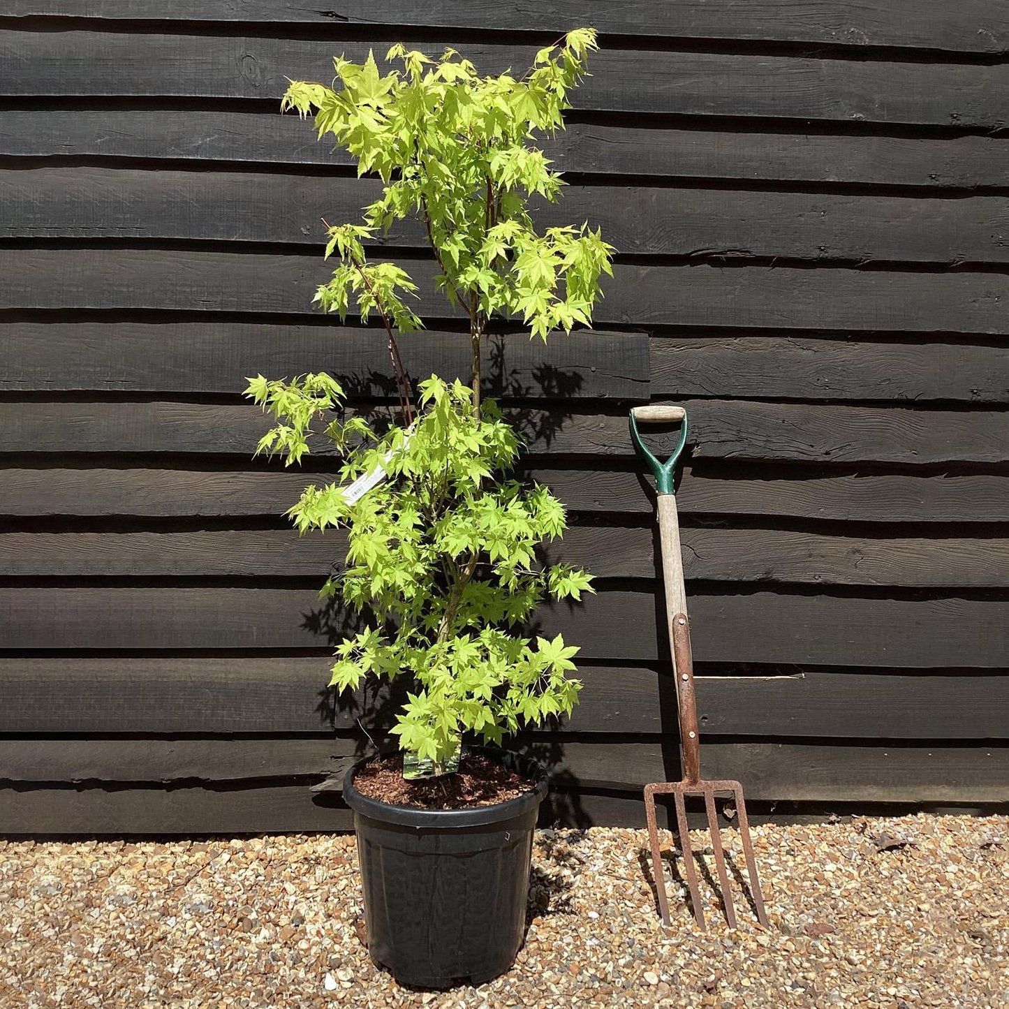 Acer palmatum 'Summer Gold' | Japanese maple 'Summer Gold' - Bushy - 100-150cm - 20lt