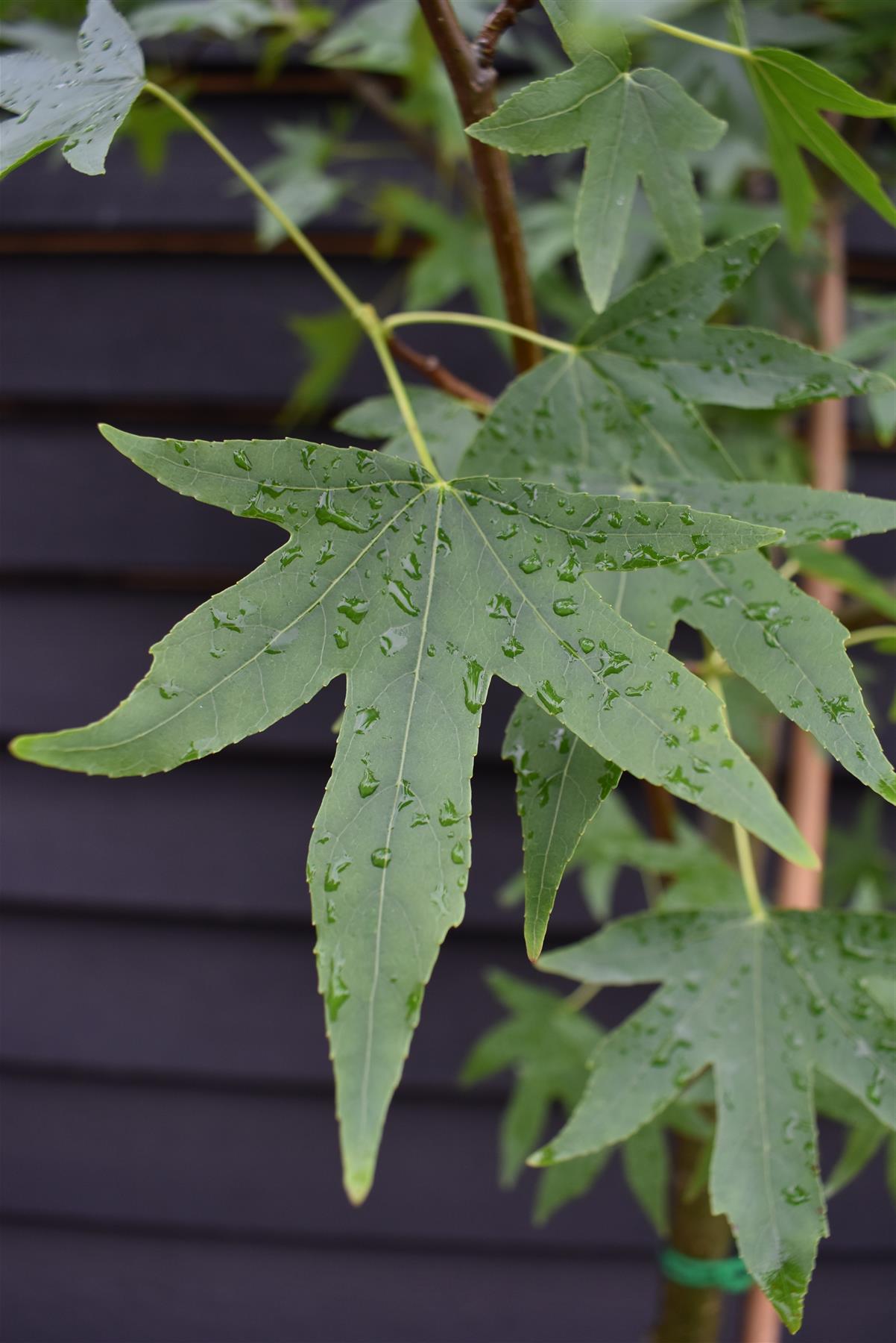 Liquidambar styraciflua 'Worplesdon' Std | Sweet Gum Worplesdon - 250-300cm, 30lt