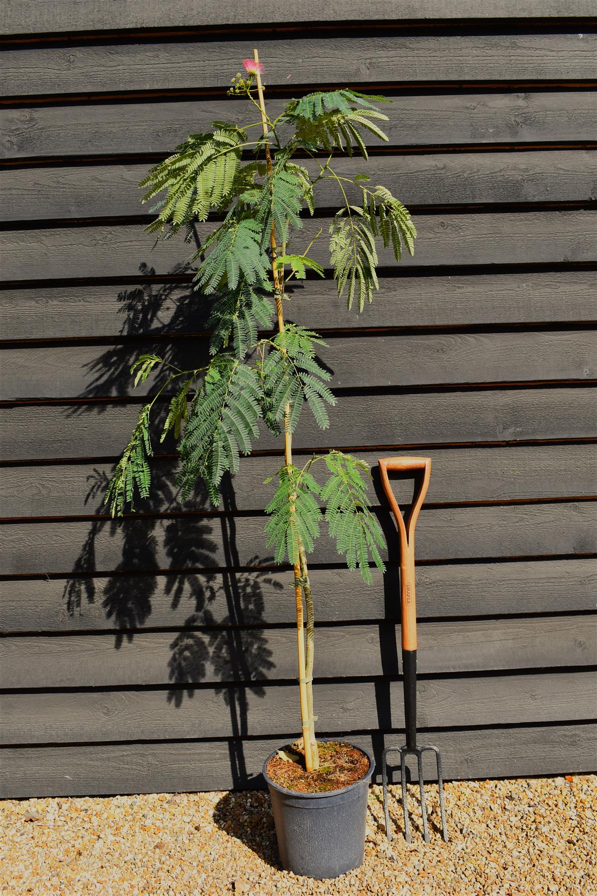 Albizia julibrissin Omberella  | Silk Tree - Height 190-220cm - 12lt