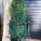 Prunus lusitanica 'Myrtifolia' - Bushy - 200-220cm - 50lt