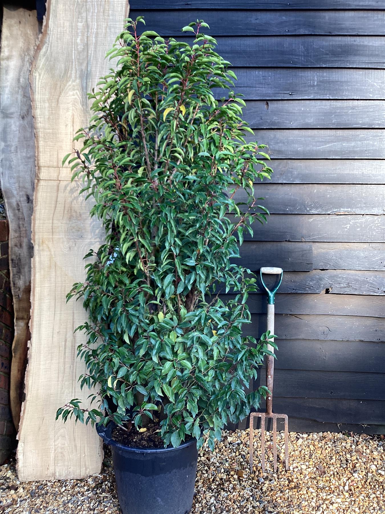 Prunus lusitanica 'Myrtifolia' - Bushy - 200-220cm - 50lt