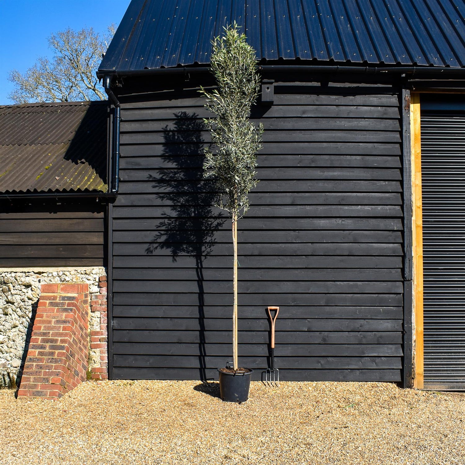 Olive Tree | Olea Europea - Standard - Girth 8-10cm - Clear Stem165cm - Height 350-370cm - 30lt