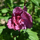 Hibiscus syriacus  'Duc de Brabant' - Red-Pink - Height 160-180cm - 35lt