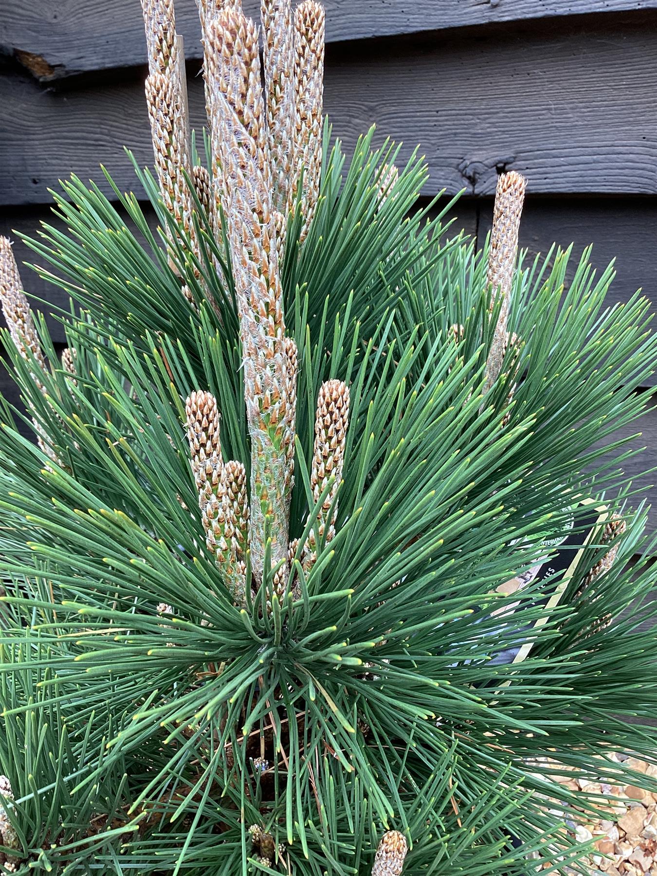 Pinus thunbergii 'Thunderhead' | Japanese black pine 'Thunderhead' - Height 65cm - Width 40-50cm - 11lt