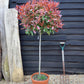 Photinia Red Robin | Christmas berry 'Red Robin' - 1/2 std Clear Stem - 180-200cm, 25lt