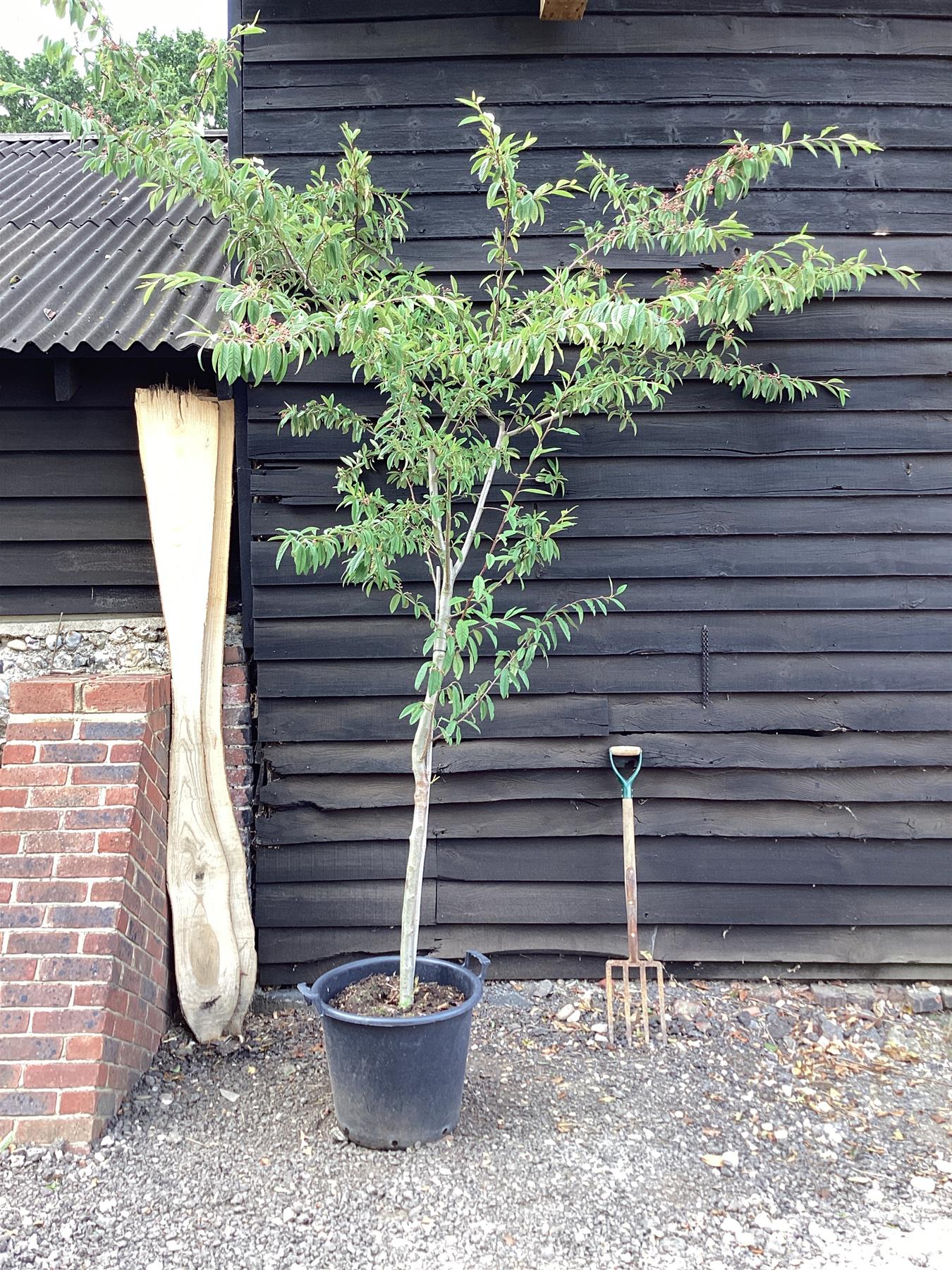 Cotoneaster 'Cornubia' 3/4 std Clear Stem - 300-350cm, 50lt